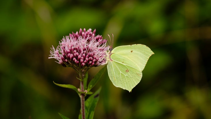 Brimstone butterfly sitting on a plant